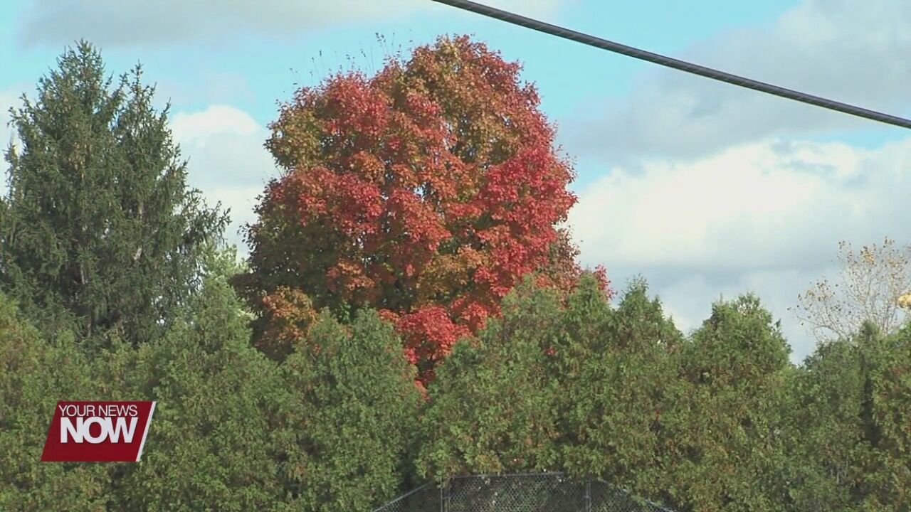 Weather plays a role in colorful leaves in the fall